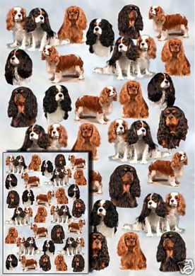 Cavalier General Gift Wrap