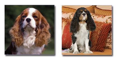 Cavalier Magnetic Mini Notepads