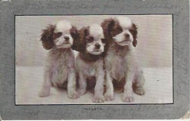 Triplets 1911 Vintage Postcard